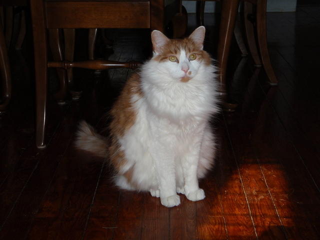 2009_0104MySweetStetto.JPG
