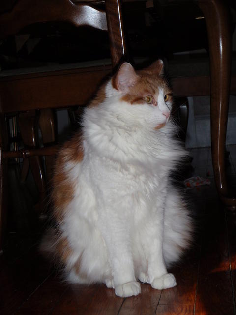 2009_0104StettoProfile.JPG
