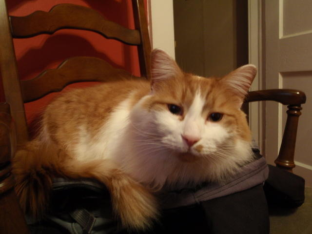 2009_0107Stetto.JPG