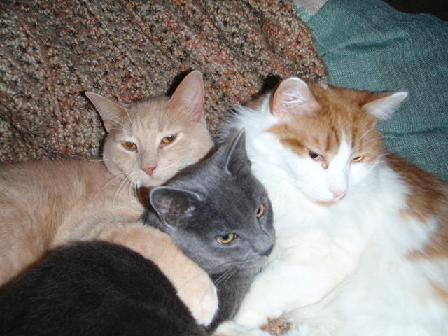 2009_0112AniKhensuAndStetto.JPG