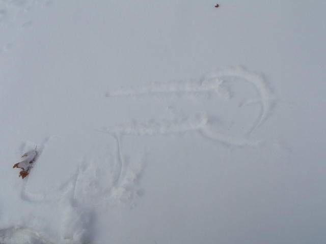 2009_1220Blizzard16.JPG