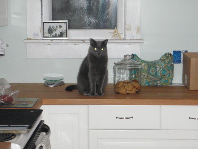 2010_0914CookiePolice.JPG
