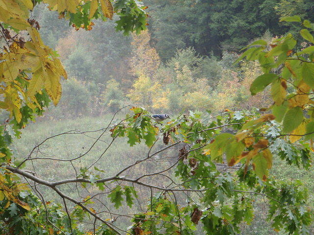 2010_0925BlueJay.JPG
