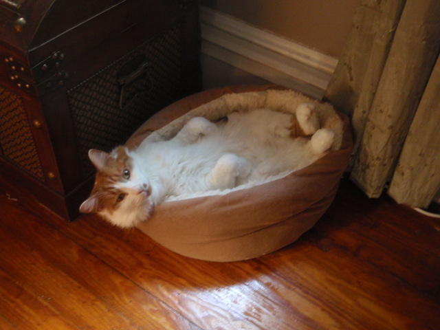 2010_1017SweetStetto.JPG