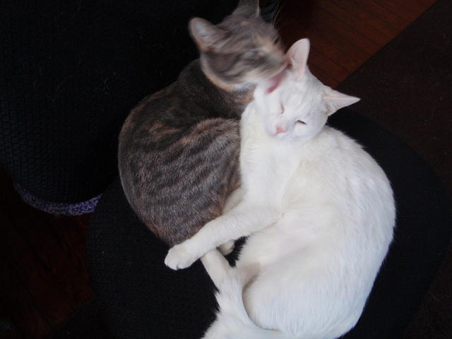 2010_0301HemiCleaningHathor2.JPG