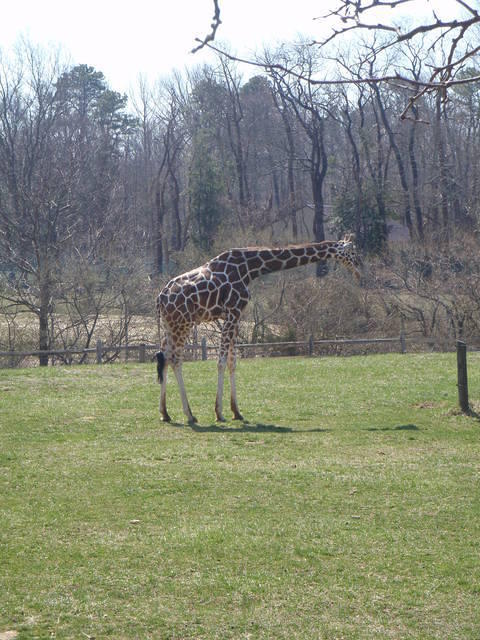 2010_0321Giraffe.JPG