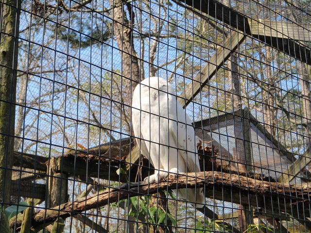 2010_0321Hedwig.JPG