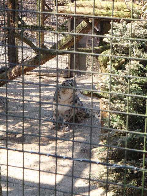 2010_0321Leopard.JPG