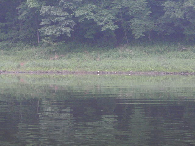 2010_0613EagleOnShore.JPG