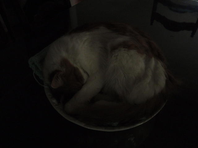 2010_0724StettoInABowl.JPG