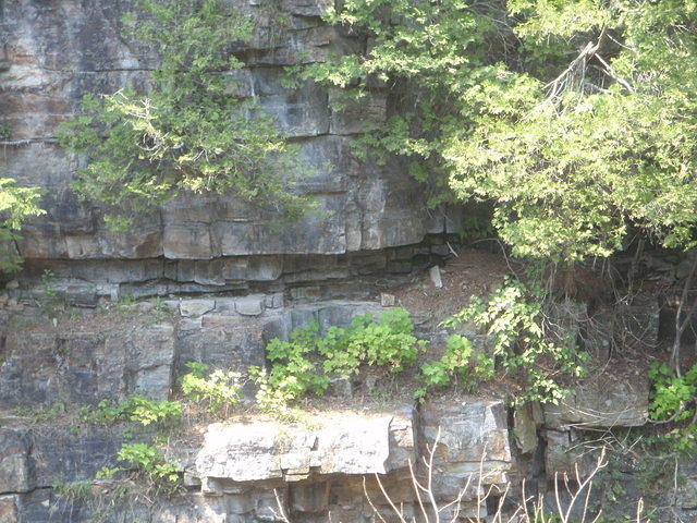2010_0815WeasleOnTheLedge1.JPG