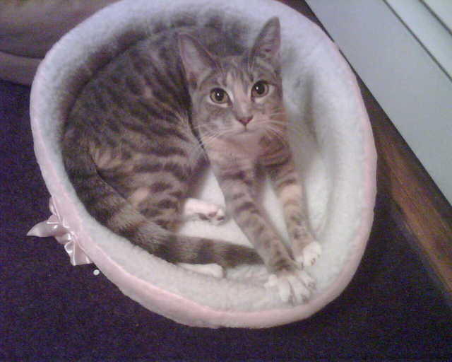 2010_0205HemLovesHerNewBed.jpg