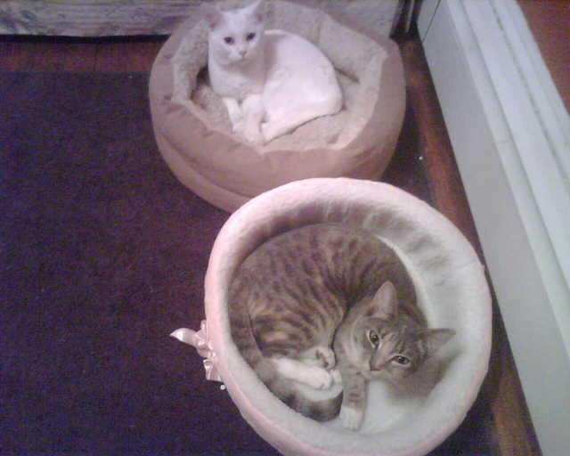2010_0205MyGirls.jpg