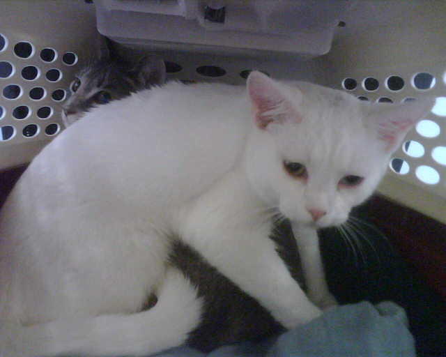 2010_0205SickGirlAtTheVet.jpg