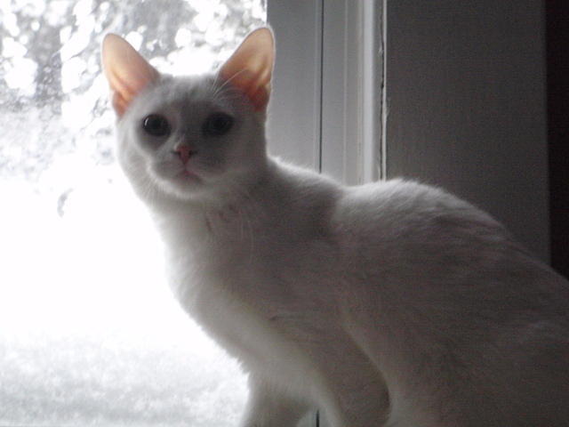 2010_0206Hathor.JPG