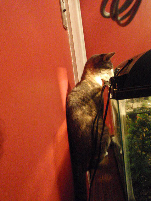 2010_0206HemiStalkingCarlos.JPG