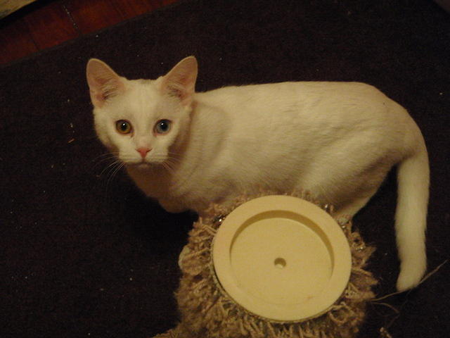 2010_0206LookAtThoseEyes.JPG