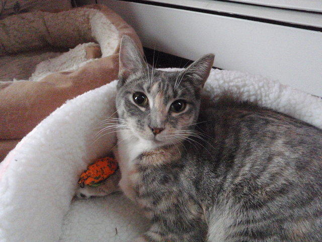 2010_0206SweetHemi.JPG