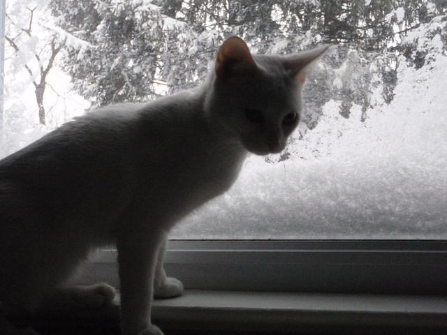 2010_0206WindowHathor.JPG