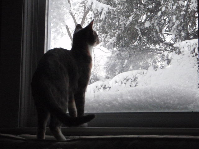 2010_0206WindowHemi.JPG