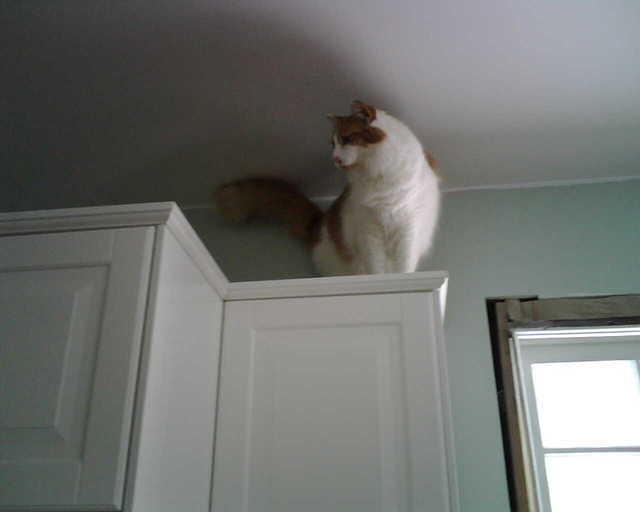 2010_0226StettoOnHigh.jpg