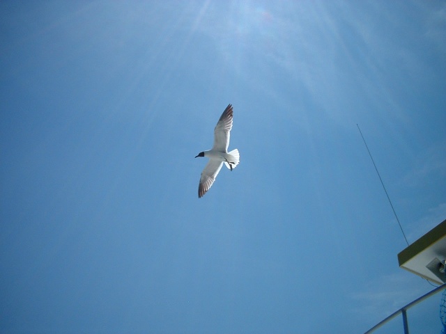 2003 0701SeagullWithAMuscleStuckToHisFoot