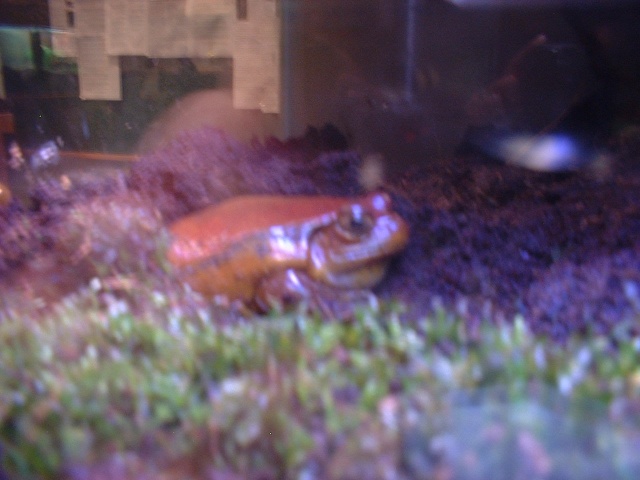 2003 0712BLurryTomatoeFrog