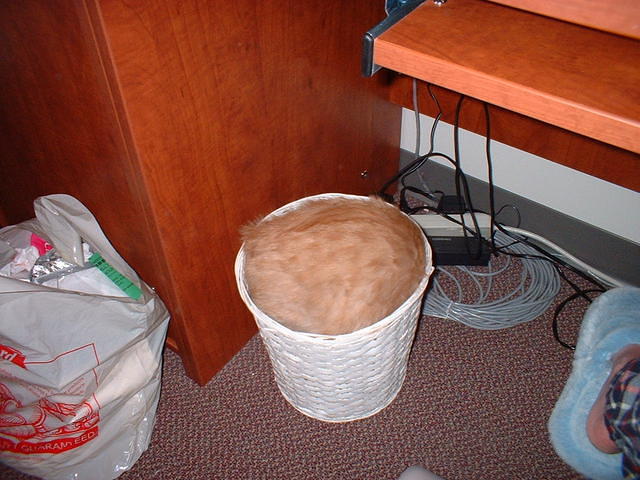 2003_0308TrashKitty2