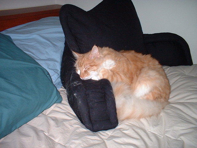 2003_0425SweetSleeper