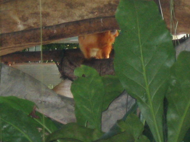 2004 1007 MonkeyInTheRainForrest