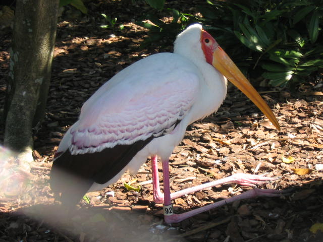 2004 1119 CheckOutThoseLegs
