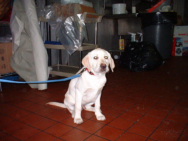 2004 0128Ozzy