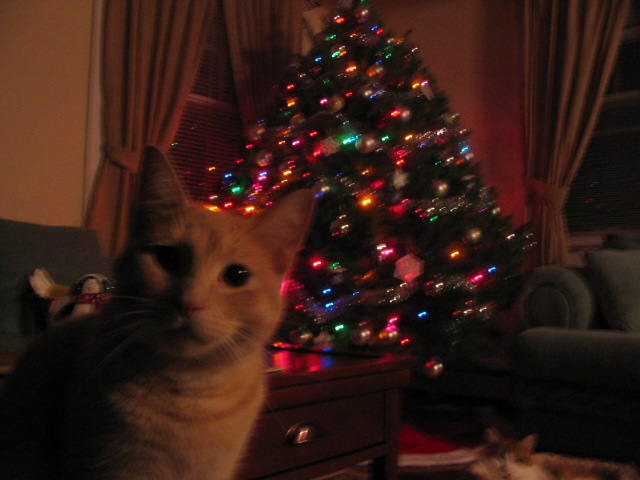 2005_1125_HolidayPuss.JPG