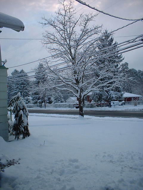 2005_1206_MyTreeFirstSnow.JPG