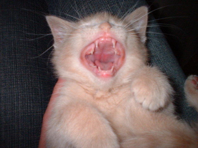 2005 0401 BigYawn