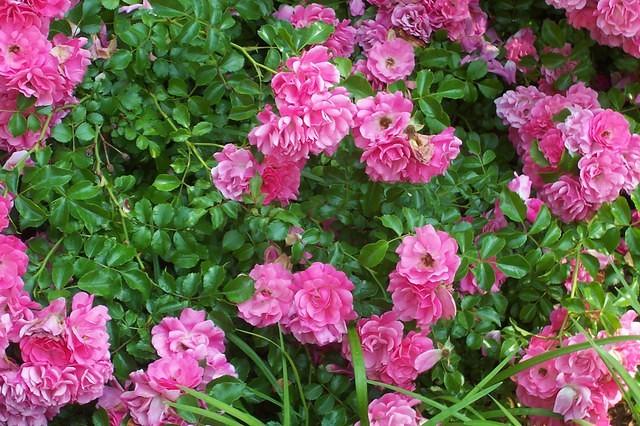 100_2084.JPG