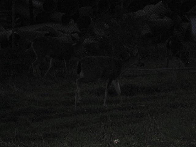 IMG_0108.JPG