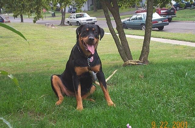 roxanne