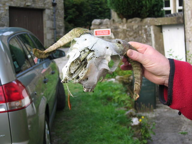 ram skull found outside Wayside