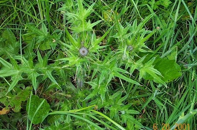 thistle