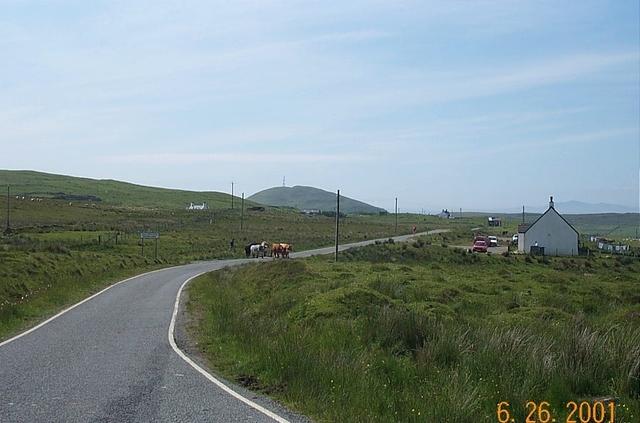 cows xing