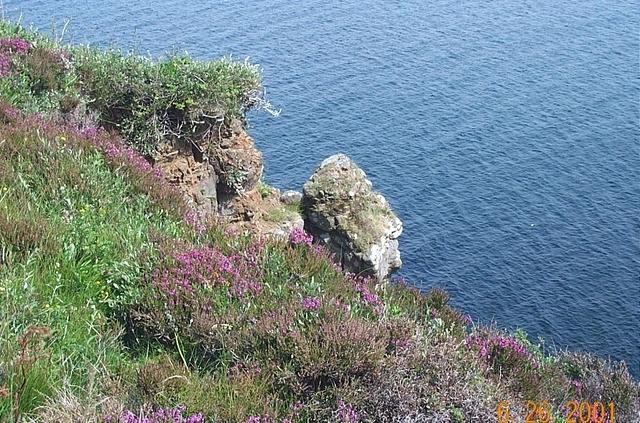 heather on kilt rock