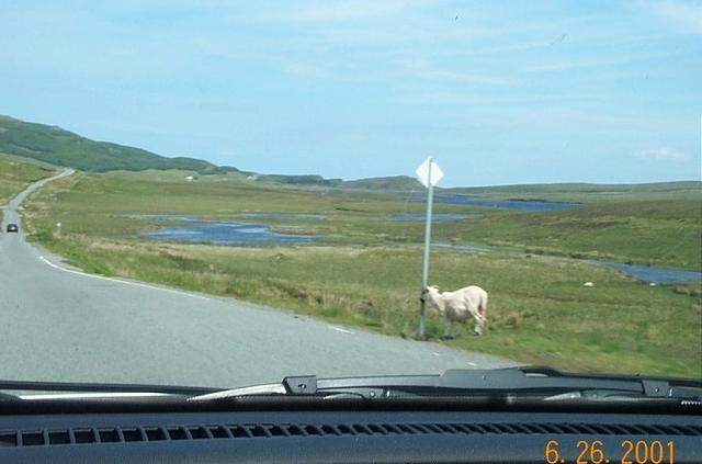 sheep xing