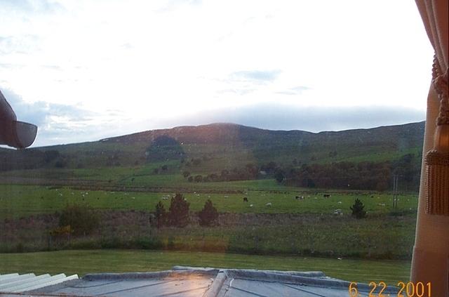 grouse and trout sheeps