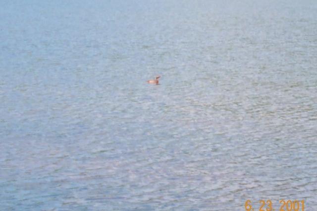 slovonian grebe I
