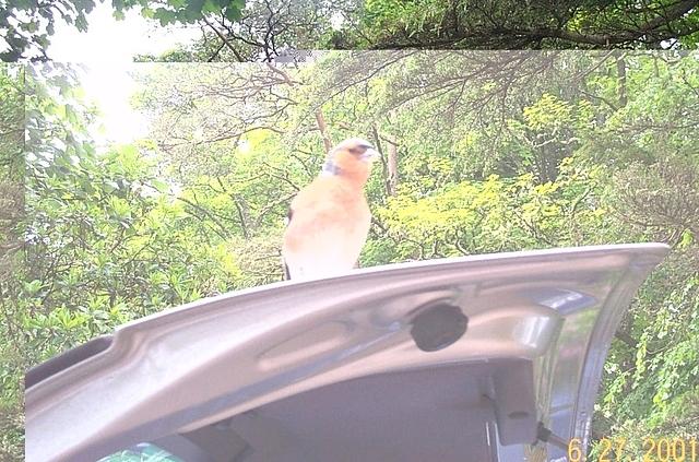 bird I