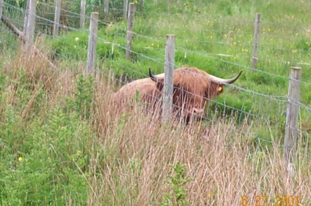 highland coo