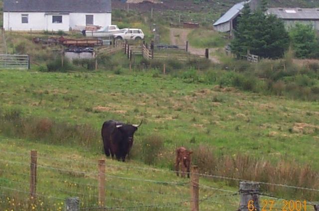 highland coo and mum
