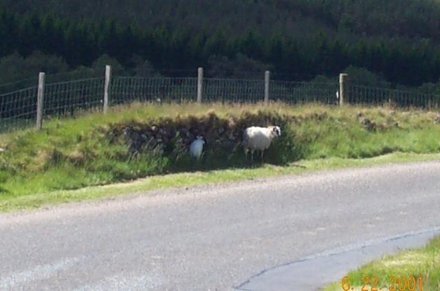 sheep