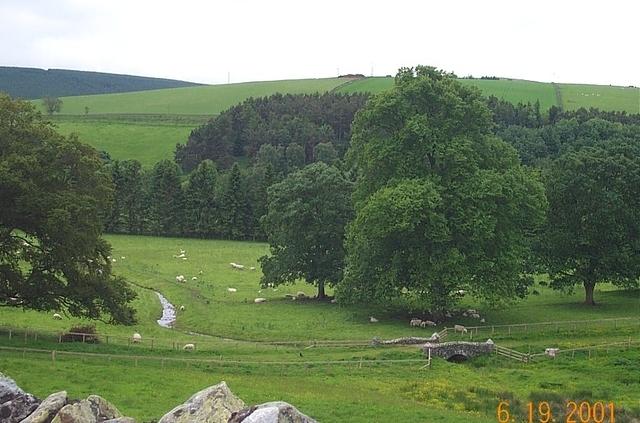 sheep bridge